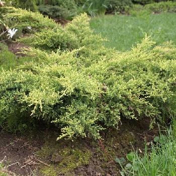 Можжевельник китайский Juniperus chinensis 'Gold Star'